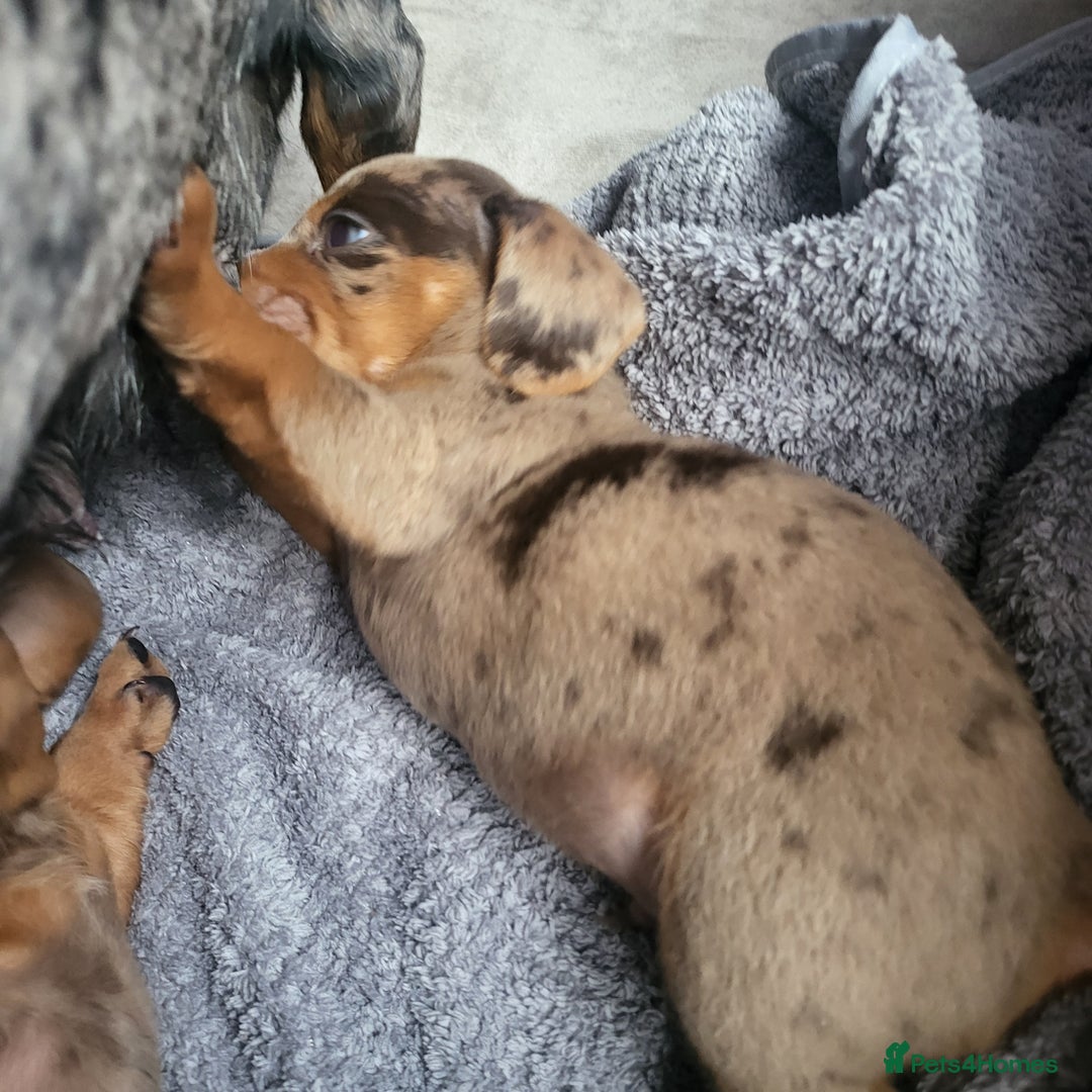 Dachshund dogs for sale: Miniture dashound  - Image 3