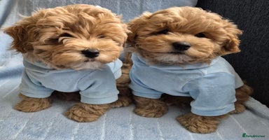Maltipoo dogs - Advert 2