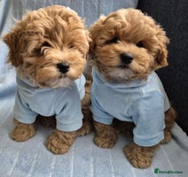 Maltipoo dogs - Advert 1
