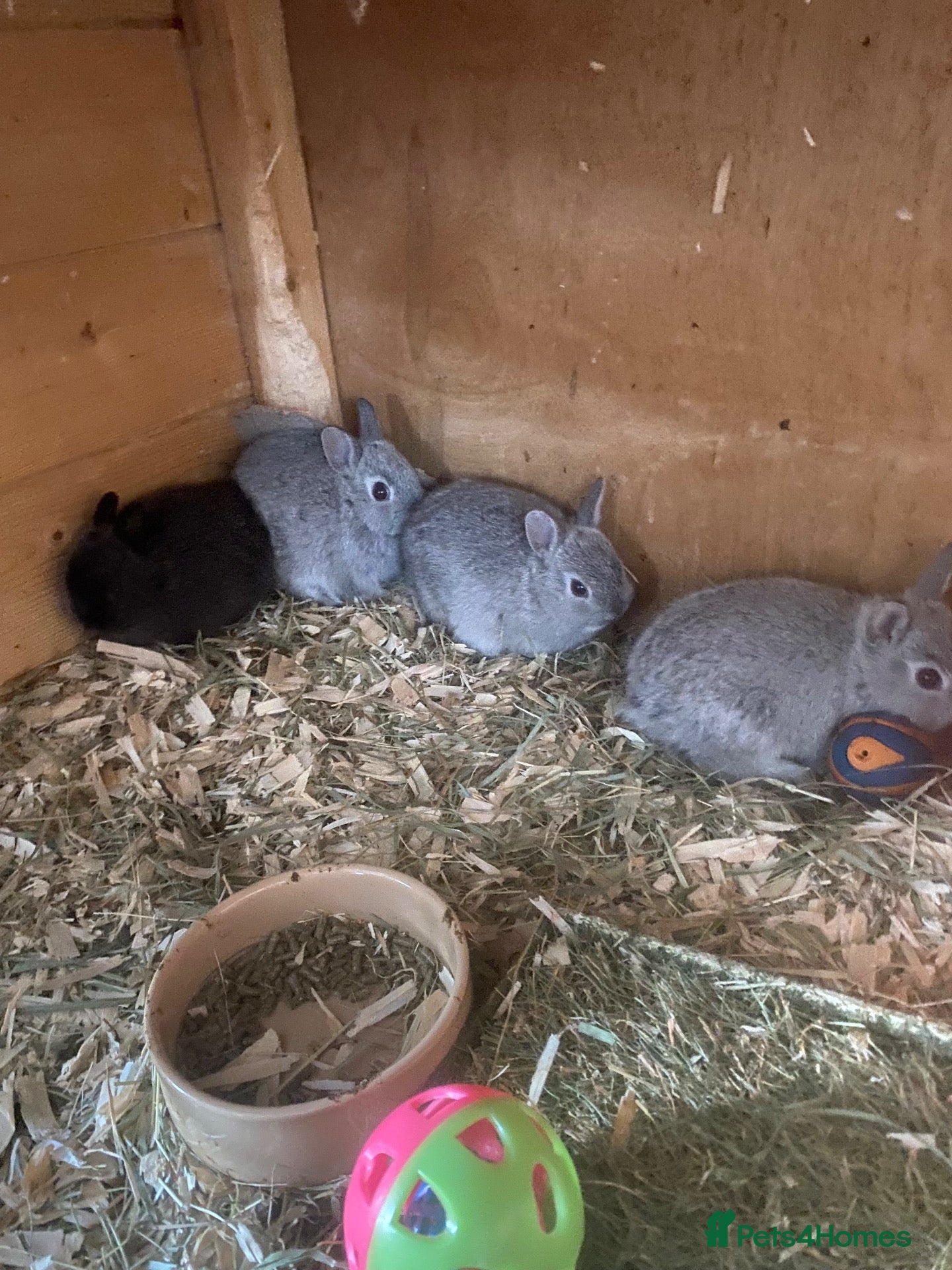 Netherland Dwarf rabbits Beautiful baby Netherland dwarfs - Advert 9