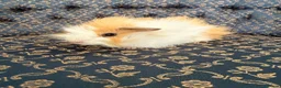 Guinea Pig rodents for sale: Baby boar Guinea Pigs in Trowbridge - Advert 3