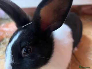 Mixed Breed rabbits Friendly boy bunnies - Advert 1