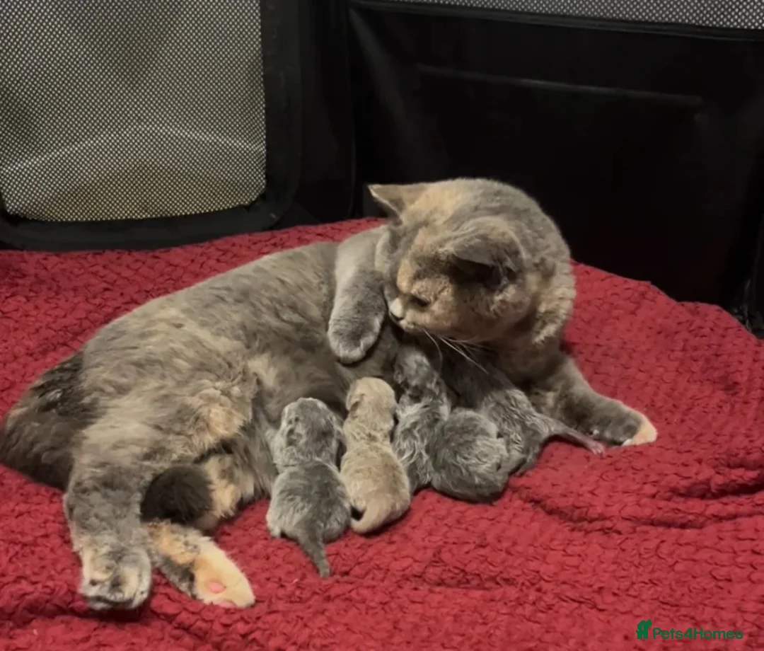 British Shorthair cats for sale: ✨Exceptional quality British shorthair✨ - Advert 12