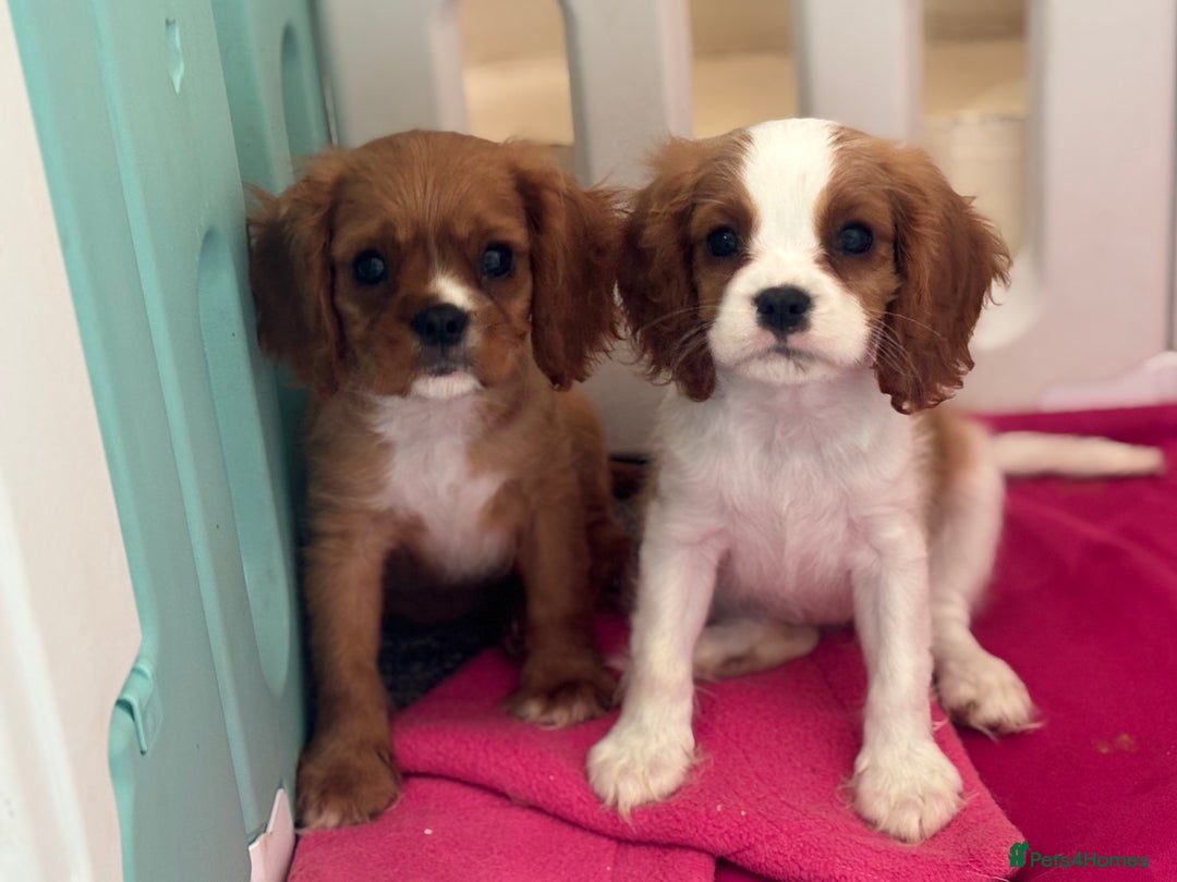 Cavalier King Charles Spaniel dogs for sale: King Charles cavalier  in Arundel - Image 28