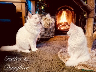 Maine Coon cats STUNNING LITTER OF ANDERPRIDE MAINE COONS - Advert 3