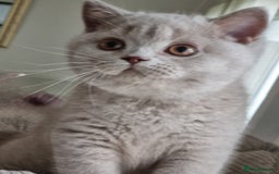 British Shorthair cats for sale: Sweet affectionate happy British Shorthair.  - Advert 7