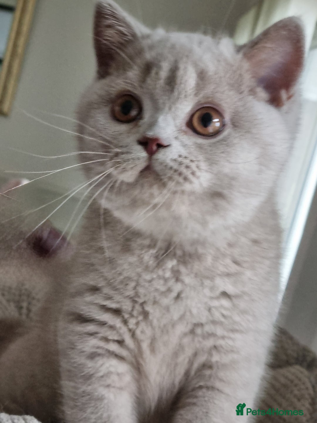 British Shorthair cats for sale: Sweet affectionate happy British Shorthair.  - Advert 7