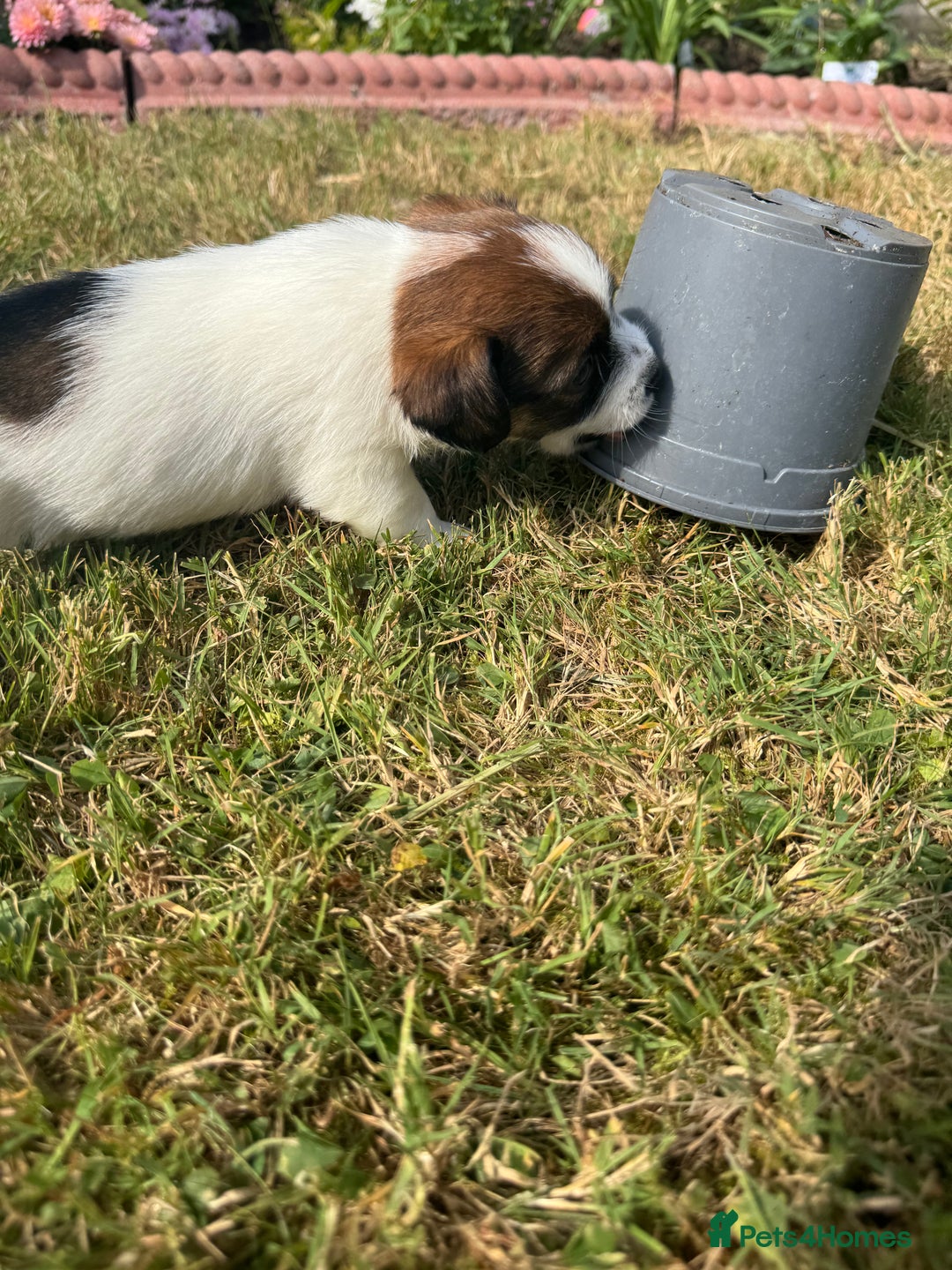Jack Russell dogs for sale: Pedigree Jack Russell Puppies  - Image 4