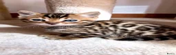 Bengal cats for sale: Bengal kittens for sale Birmingham in Birmingham - Advert 5