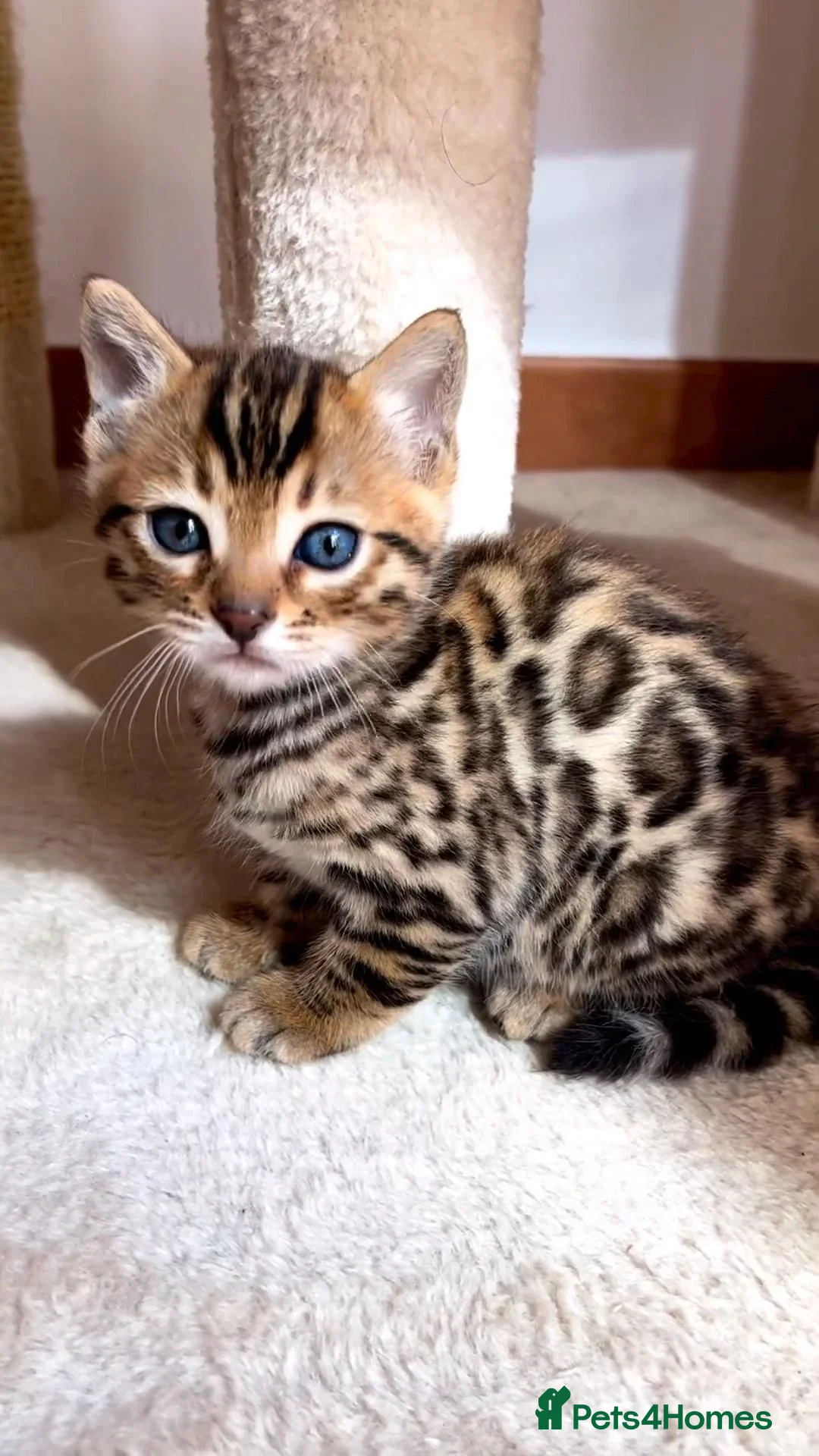 Bengal cats for sale: Bengal kittens for sale Birmingham in Birmingham - Advert 5