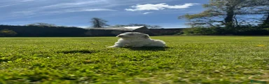 Lagotto Romagnolo Puppy 4