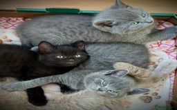 British Shorthair cats for sale: Adorable British Shorthair kittens - Blue & Choco - Image 6