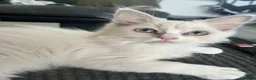 Ragdoll cats for sale: Full Pedigree Lilac Mink ragdoll male kitten  - Advert 2