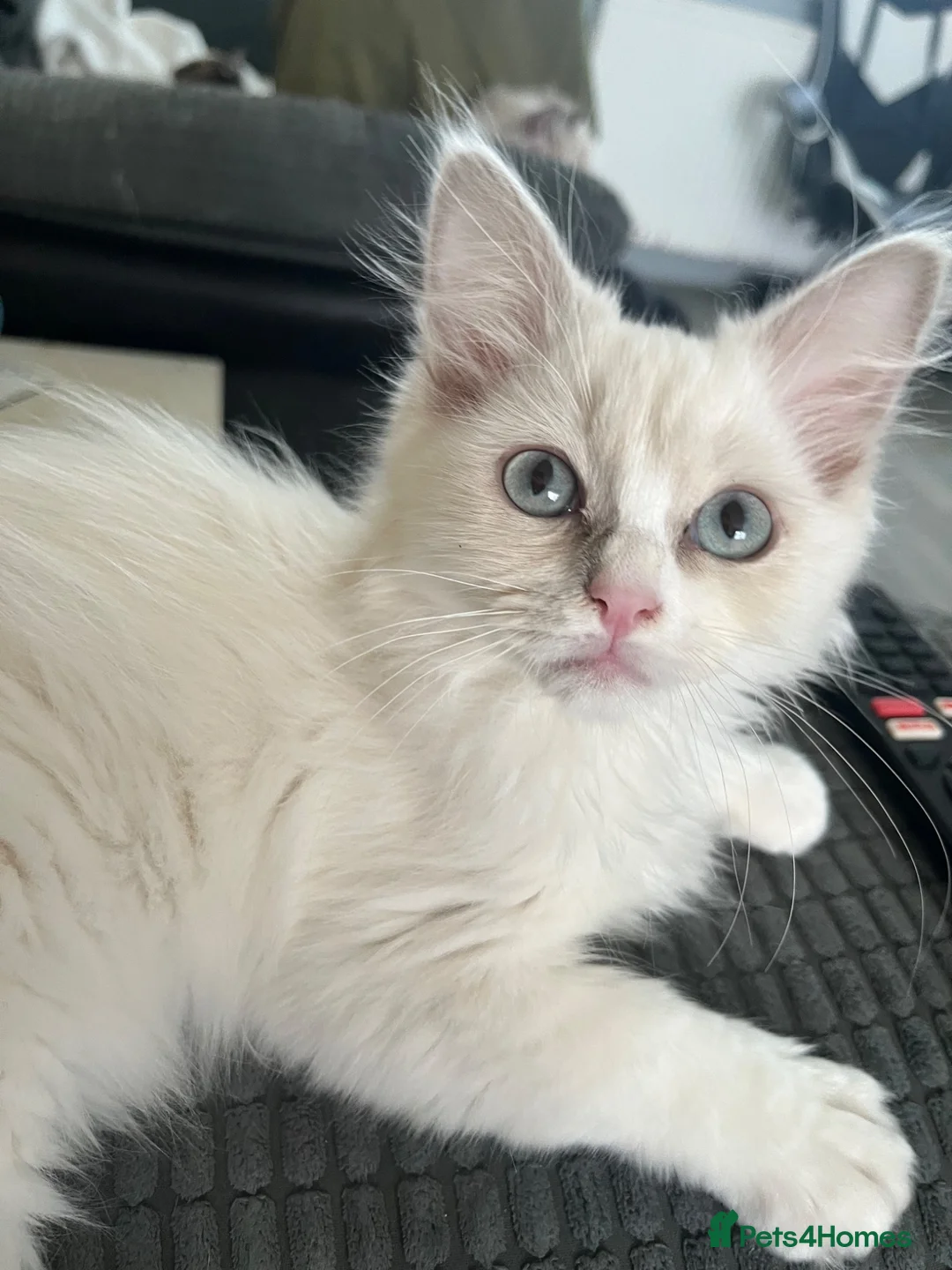 Ragdoll cats for sale: Full Pedigree Lilac Mink ragdoll male kitten  - Advert 2