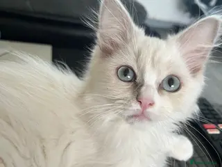 Ragdoll cats Full Pedigree Lilac Mink ragdoll male kitten - Advert 5