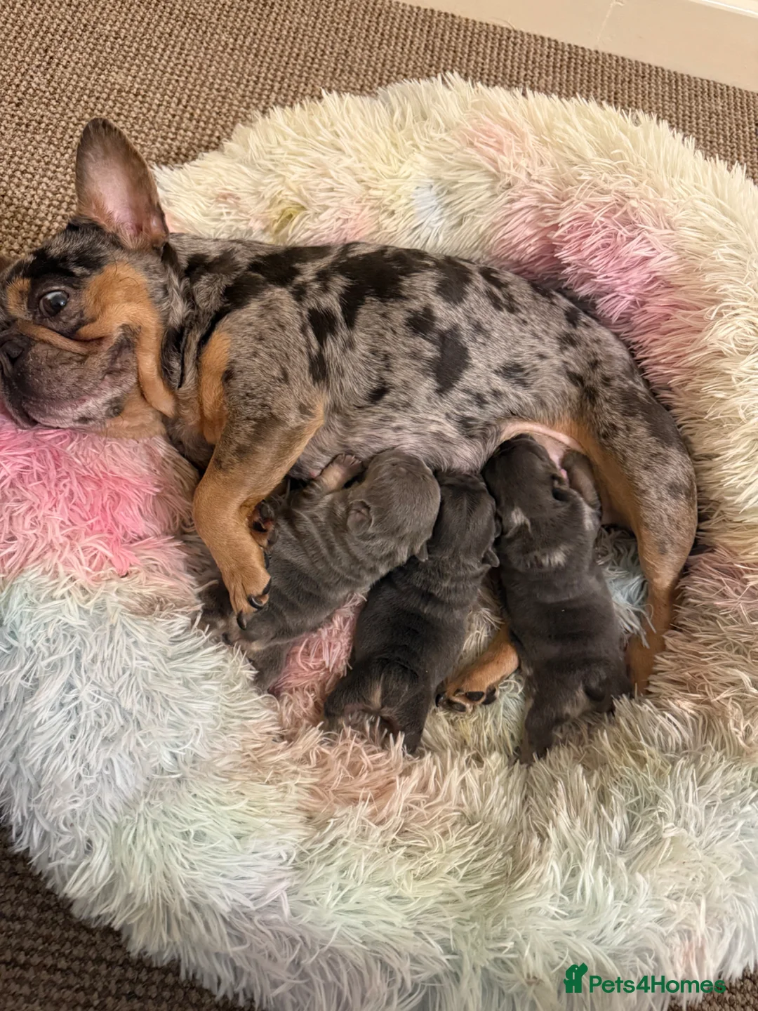 French Bulldog dogs for sale: £750! Last Male Puppy Left! BLUE FAWN - Advert 6
