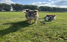 Basset Hound dogs for adoption: Diego - Badersfield Norfolk  - Image 22