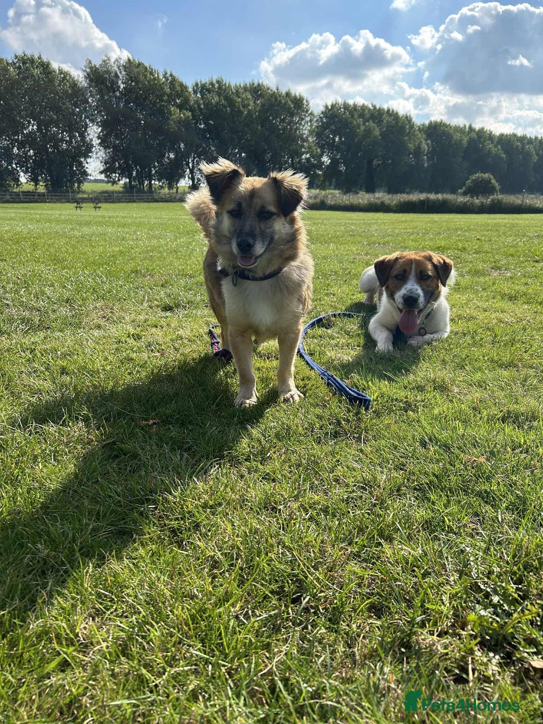 Basset Hound dogs for adoption: Diego - Badersfield Norfolk  - Image 22