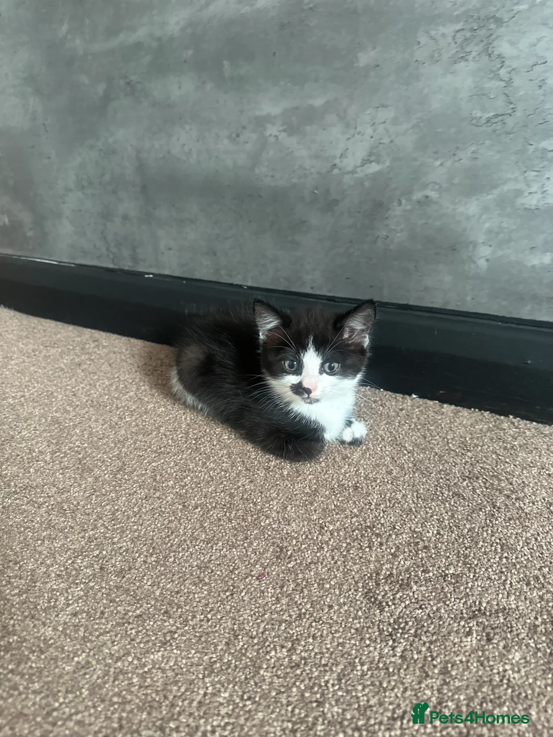 Mixed Breed cats for sale: Two beautiful female mixed breed kittens - Advert 2
