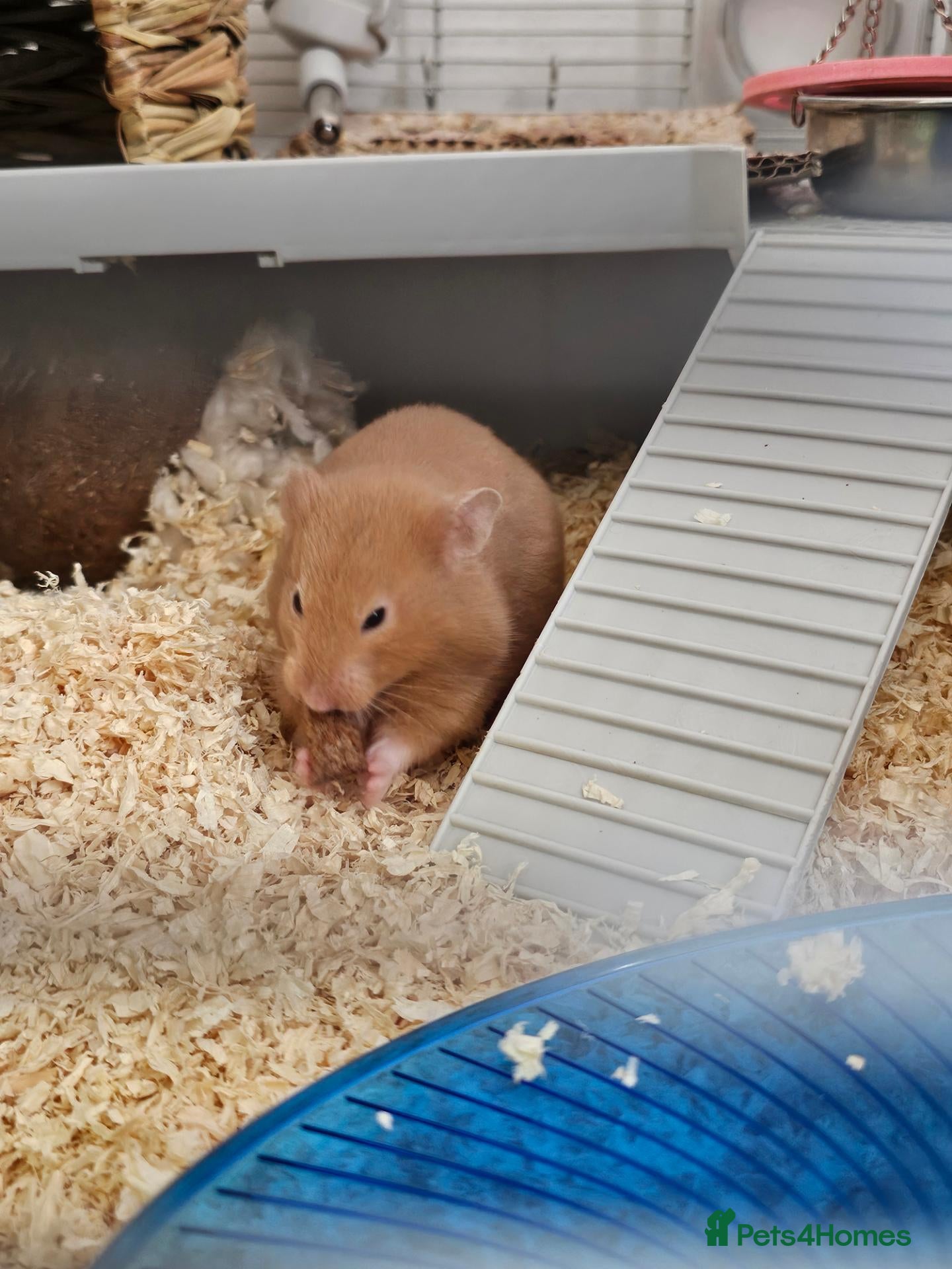 Hamster rodents Hamster and kit for sale 🐹  - Advert 15