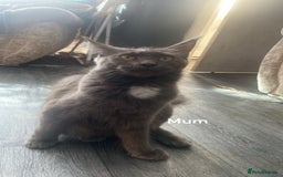 Maine Coon cats for sale: Beautiful male Maine coon cross  - Image 6