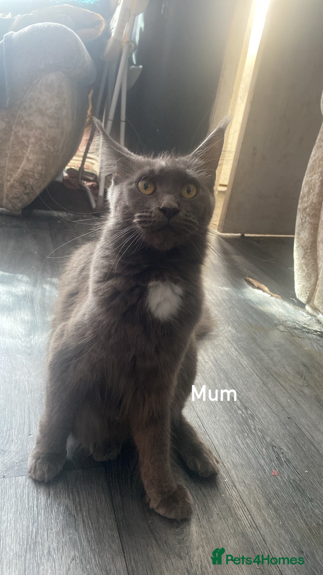 Maine Coon cats for sale: Beautiful male Maine coon cross  - Image 6