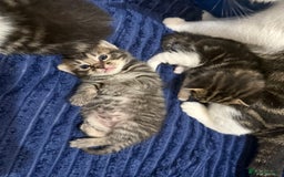 Domestic Shorthair cats for sale: 5 beautiful Domestic shorthair kittens - Image 11