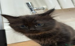 Ragdoll cats for sale: Ragdoll mix Bombay  - Image 2