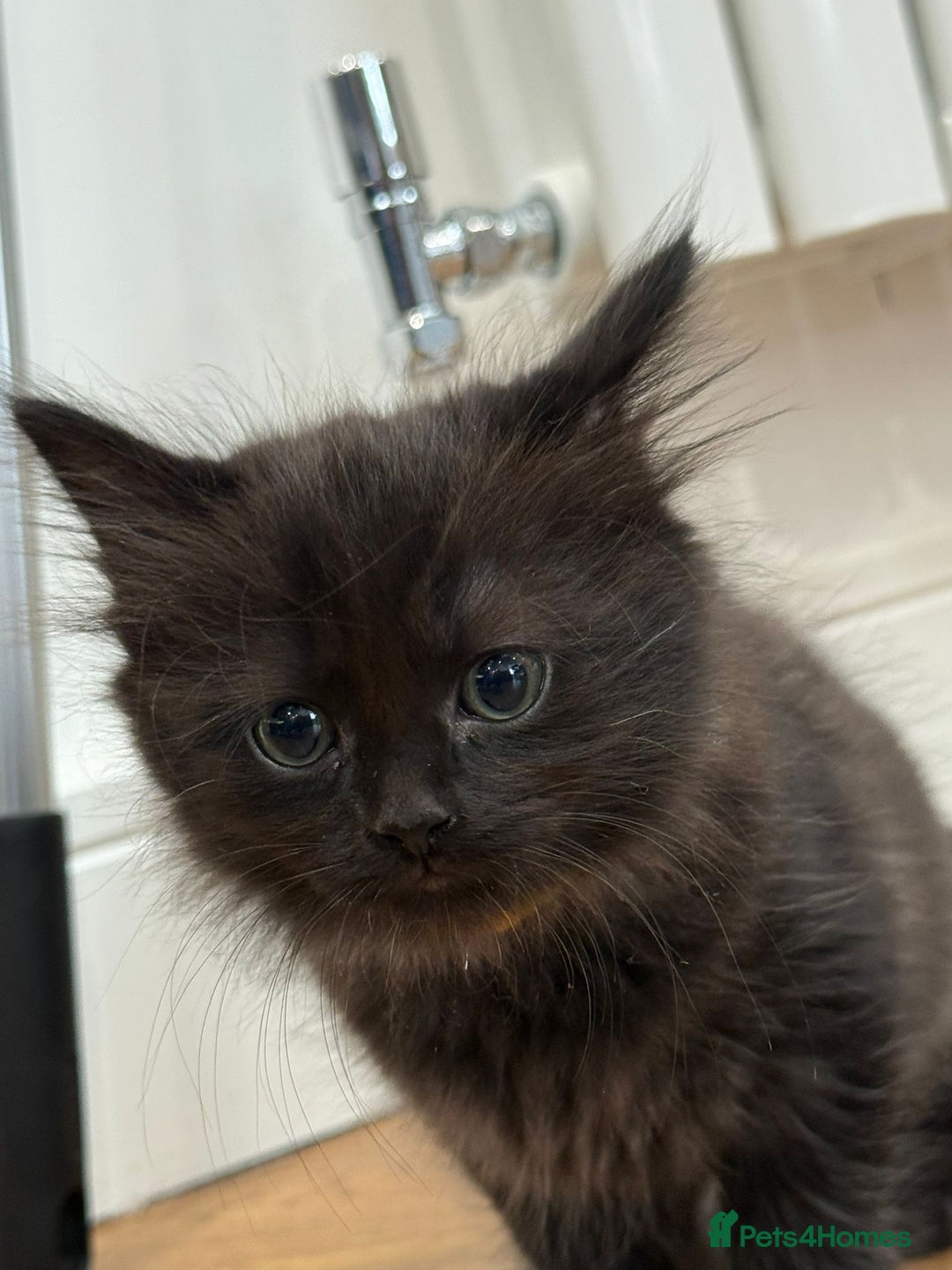 Ragdoll cats for sale: Ragdoll mix Bombay  - Image 2