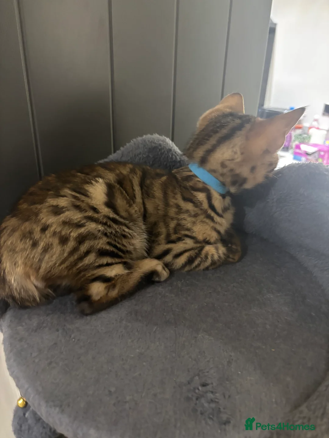 Bengal cats for sale: Pure bread Bengals - Advert 8
