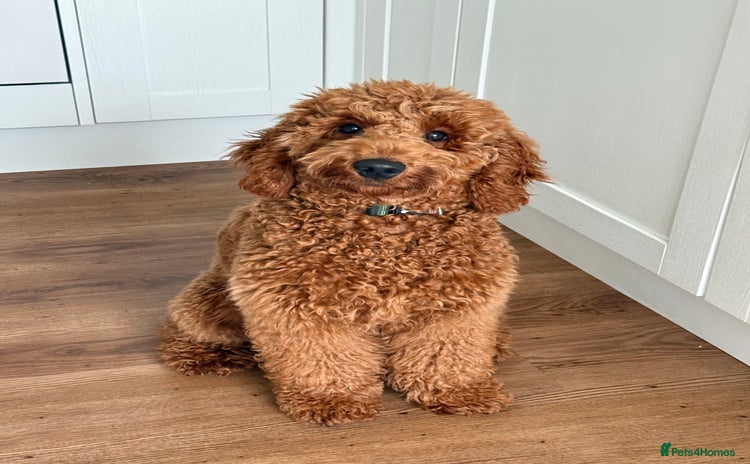 Miniature Poodle dogs - Advert 2