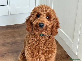 Miniature Poodle dogs - Advert 2