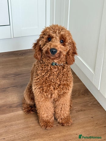 Miniature Poodle dogs - Advert 2