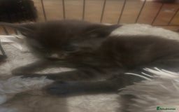 Russian Blue cats for sale: STUNNING KITTENS  - Image 4