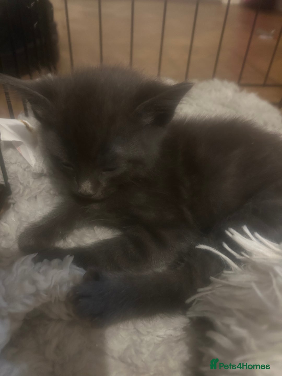 Russian Blue cats for sale: STUNNING KITTENS  - Image 4