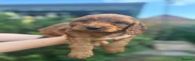 Cockapoo 6