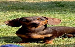 Miniature Dachshund dogs for sale: Miniature dachshund  - Image 1