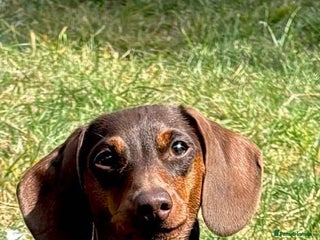 Miniature Dachshund dogs - Advert 20