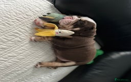 English Bulldog dogs for sale: Beautiful British bulldog pups  - Image 5