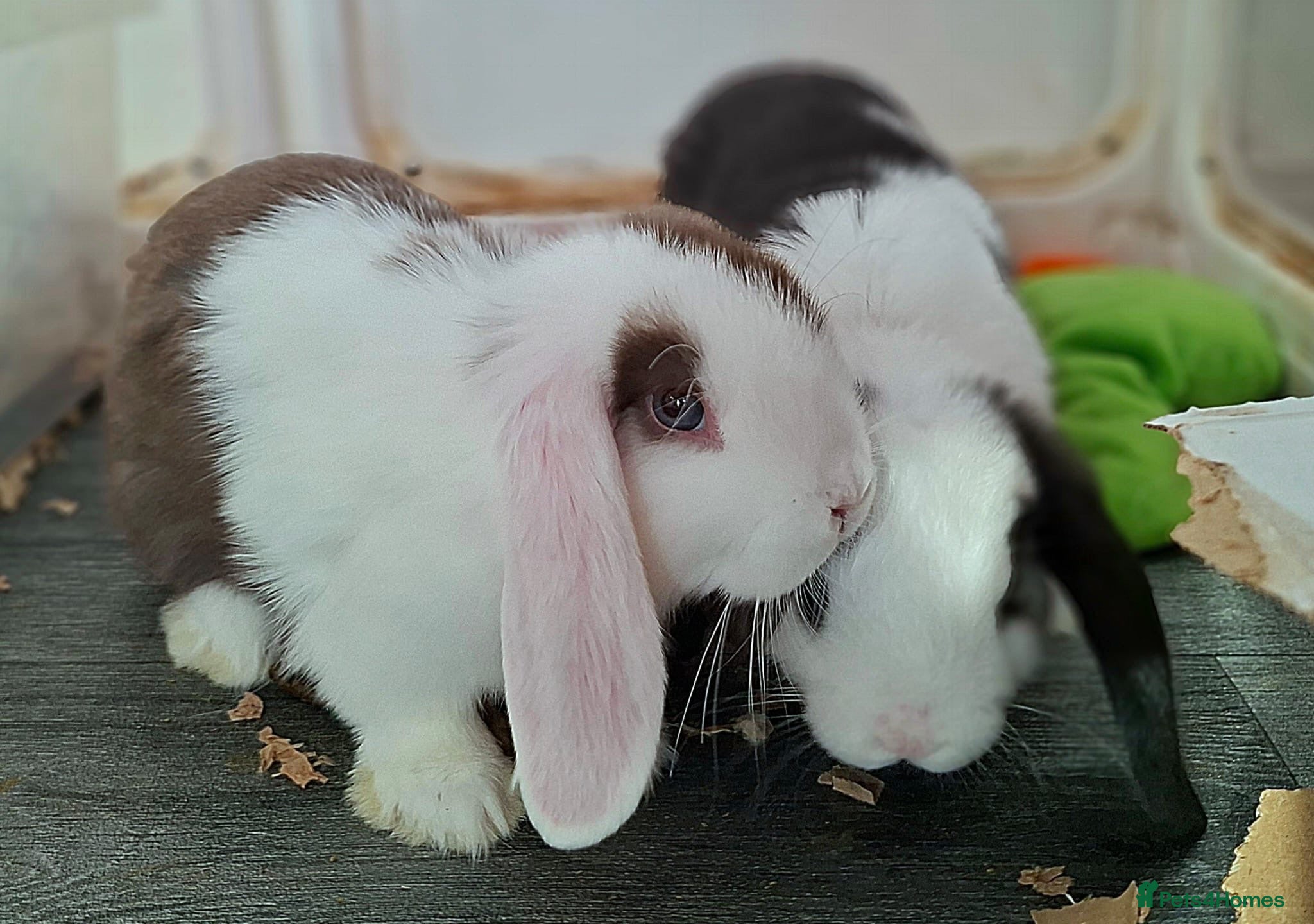 Mini Lop rabbits 🐰Ready To Leave Now - Come & View Us 🐰 - Advert 2
