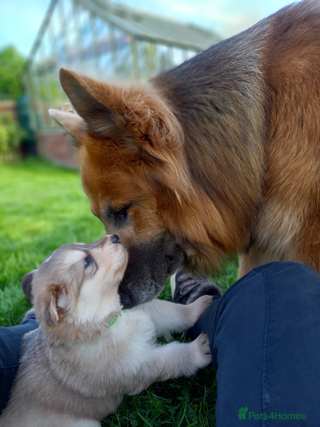 German Shepherd dogs for sale: Gorgeous German Shepherd pups for sale - Advert 1