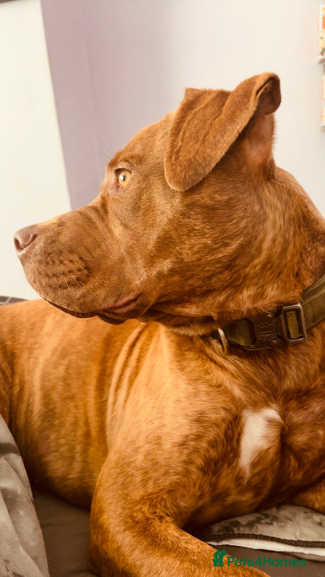 Mixed Breed dogs for sale: Asoka - Free to GOOD home.  - Advert 1