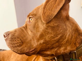 Mixed Breed dogs Asoka - Free to GOOD home. - Advert 1