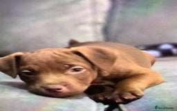 Patterdale Terrier dogs for sale: chocolate patterdale terriers  - Image 22