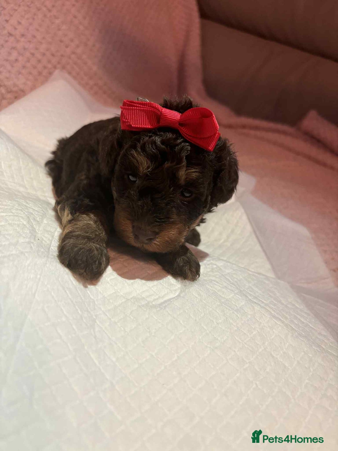 Toy Poodle dogs for sale: Beautiful toy poodle girls - Image 3