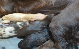 Cockapoo dogs for sale: STUNNING F1 COCKAPOO PUPPIES - Image 4