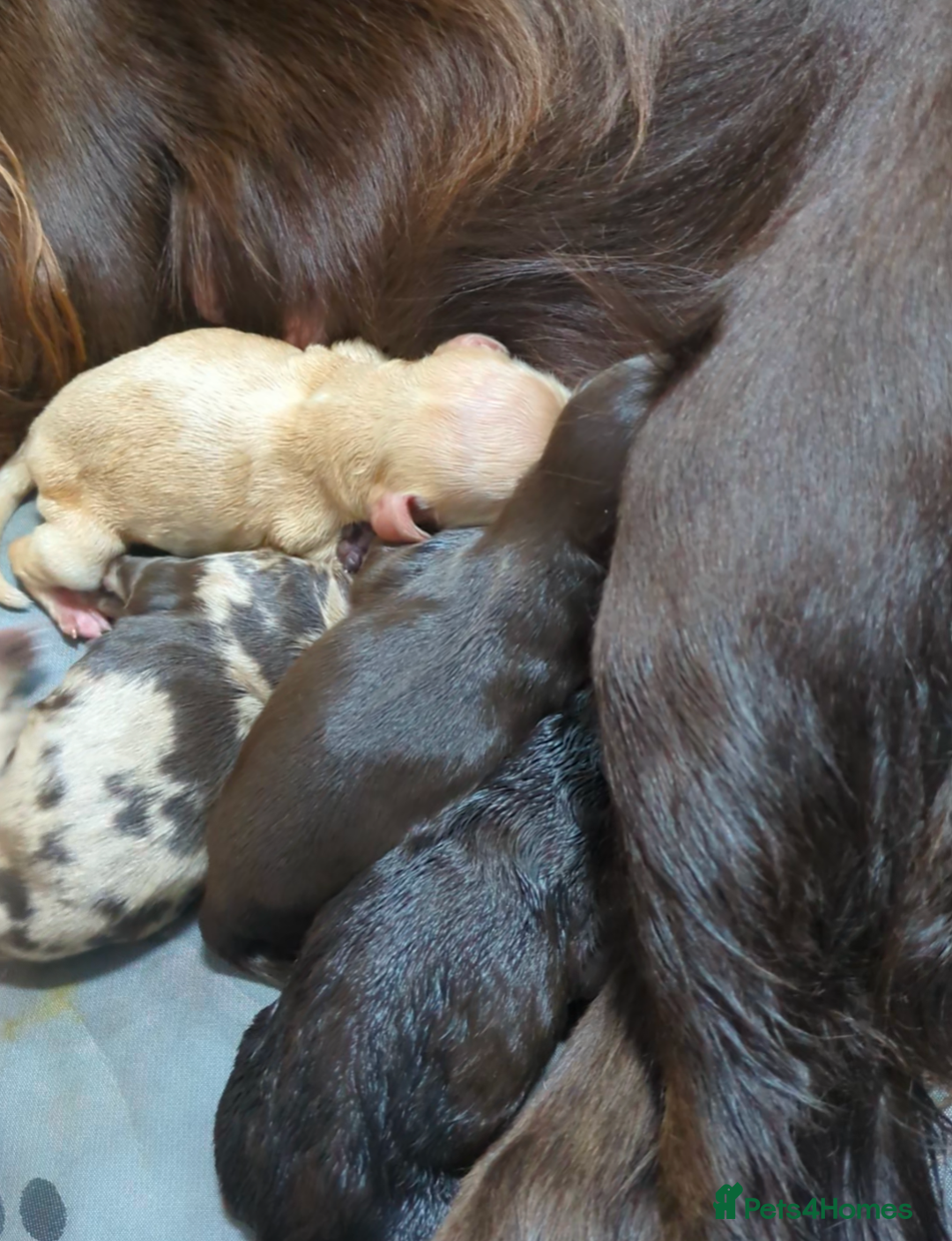 Cockapoo dogs for sale: STUNNING F1 COCKAPOO PUPPIES - Image 4