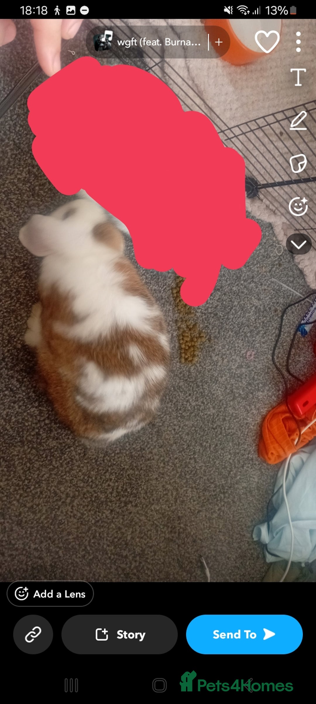Mini Lop rabbits for sale: Friendly, clingy mini lop  - Image 4