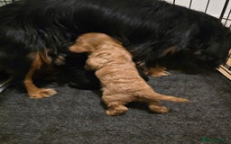 Cavapoo dogs for sale: Stunning F1 Cavapoo  - Image 6