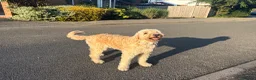 Double Doodle dogs for sale: Double Doodle puppies due August 2026 - Advert 6